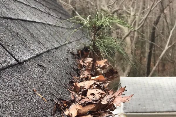 Gutter Cleaning In Silver Spring Md Gentle Pressure Roof Exterior Cleaning
