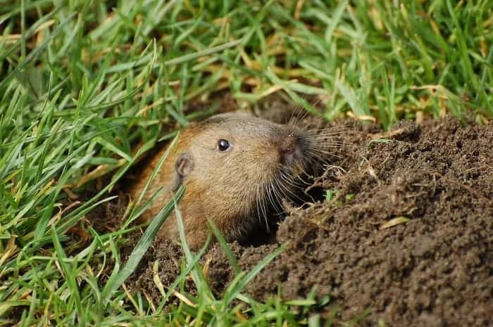 How To Kill Gophers With Bleach And Ammonia Igra World