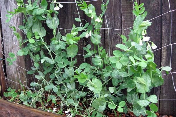 How To Grow And Care For Snow Peas Plants Igra World