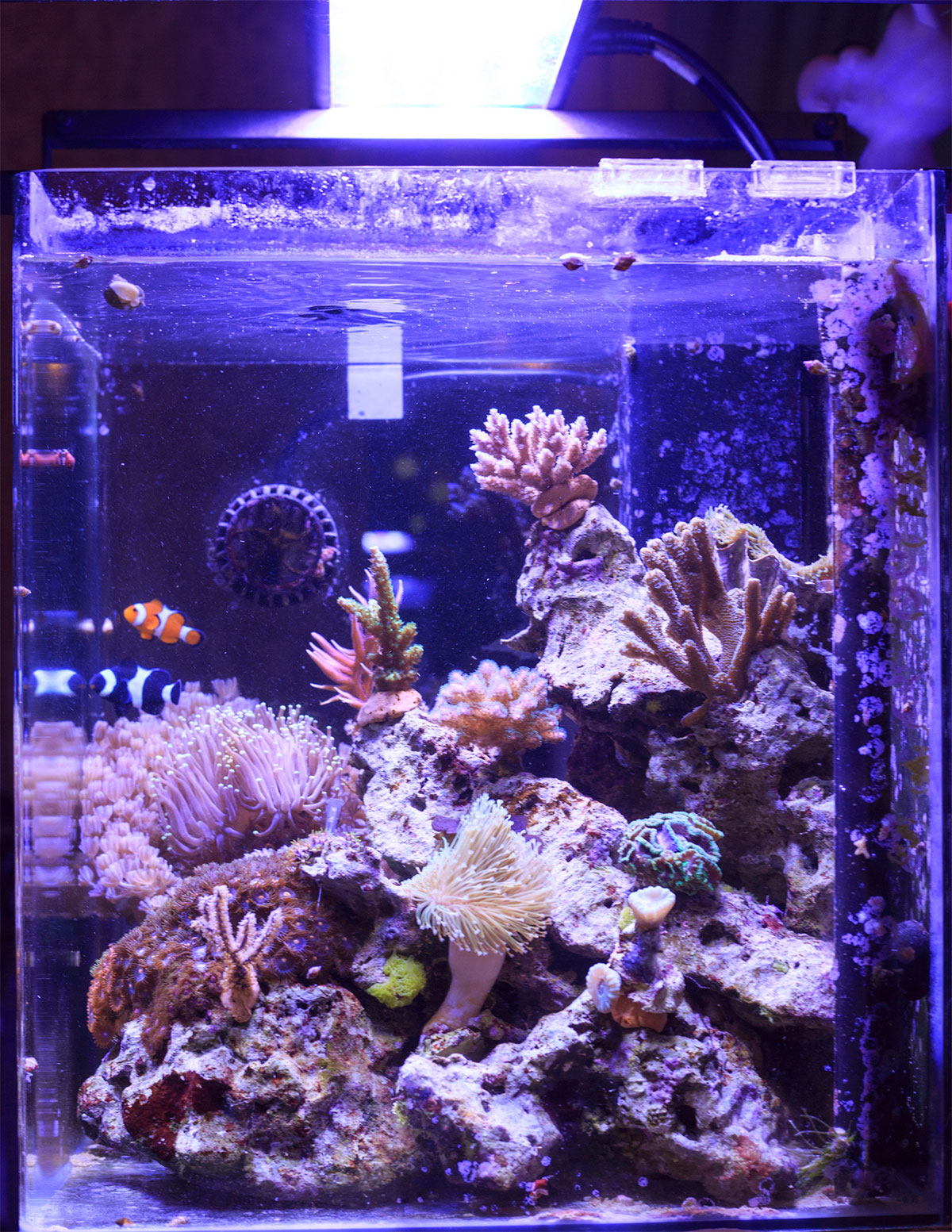 small reef tank