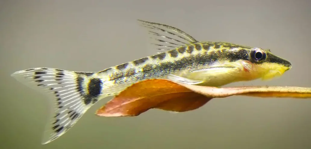 Otocinclus Fish Care Guide Fact Sheet Breeding Behavior