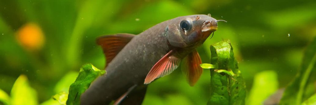 Rainbow Shark Care Guide Fact Sheet Breeding Behavior