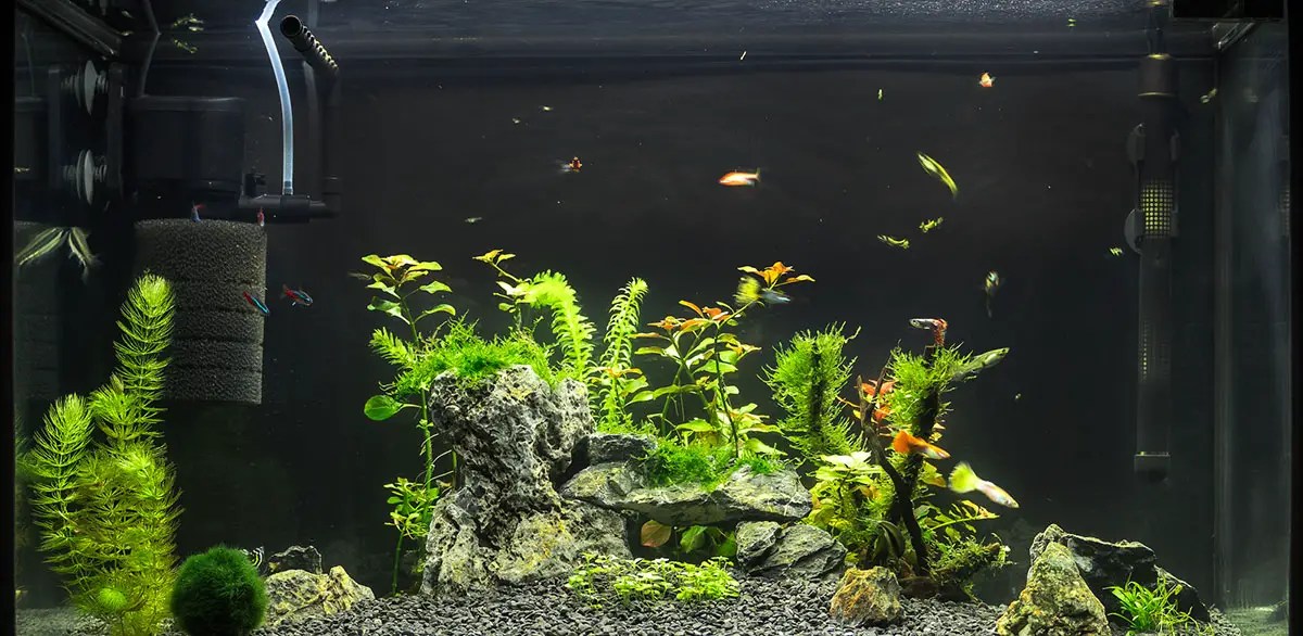 fish tank filter setup