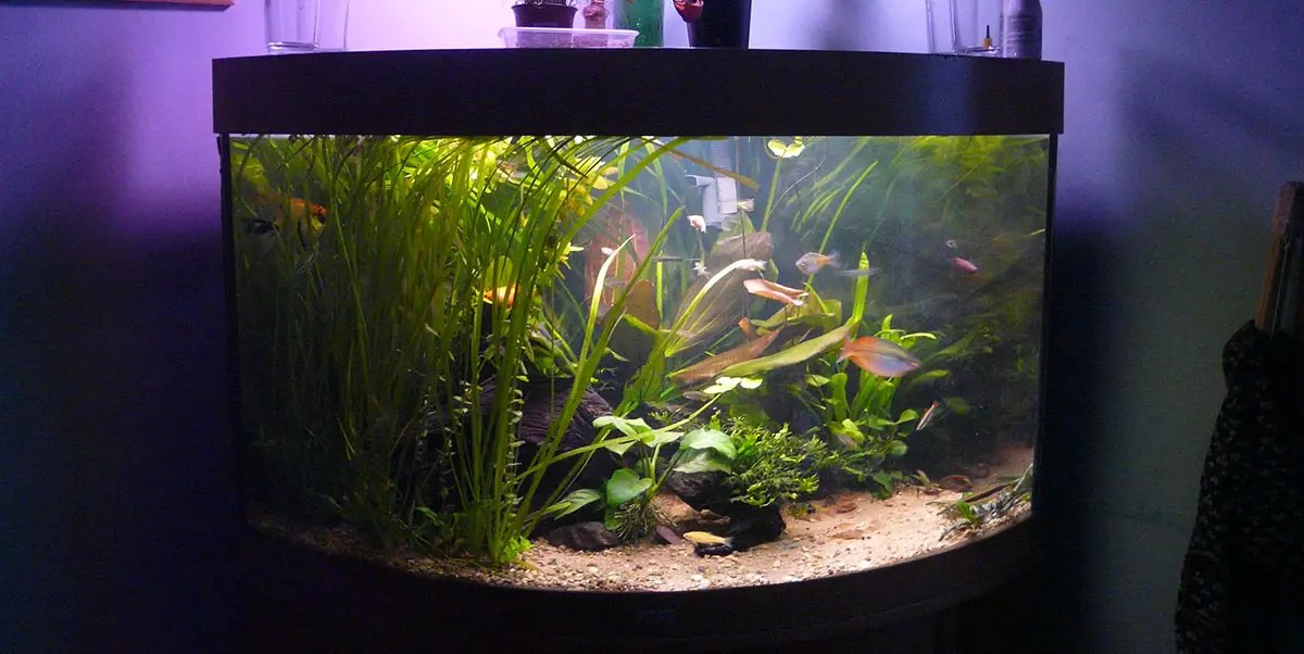 bow front aquarium