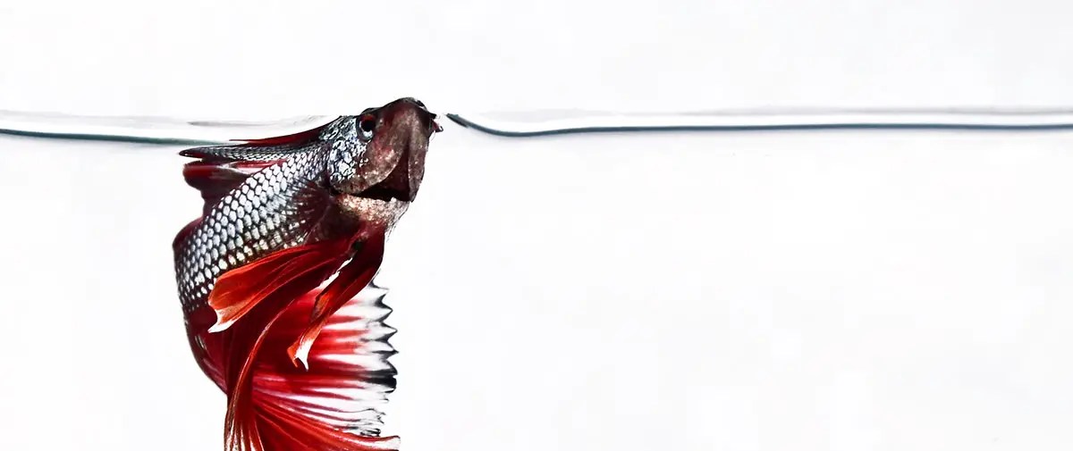 low flow filter for betta