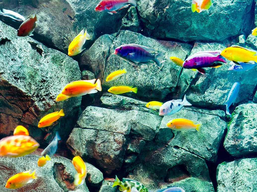 How To Setup Your New Freshwater Aquarium Step By Step