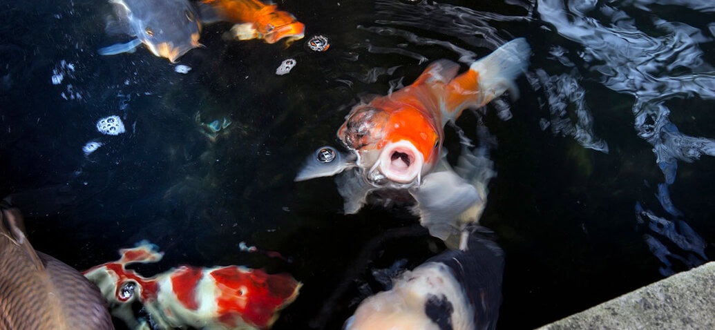 best automatic pond fish feeder