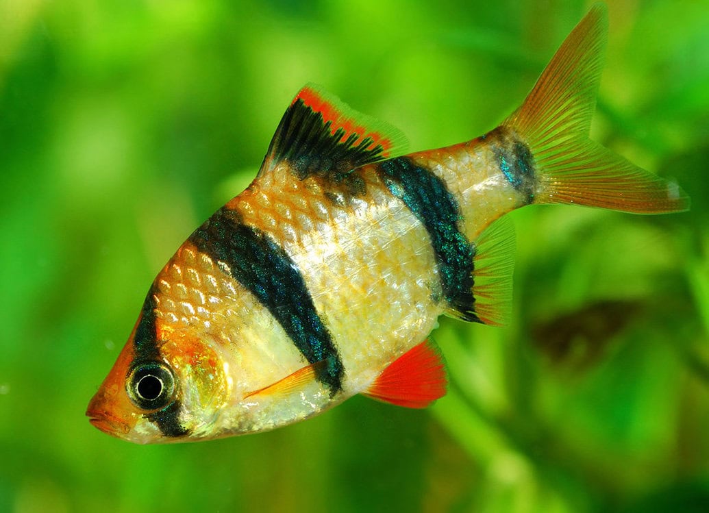 A List Of The Best Freshwater Fish For Beginners Unique Community Etc