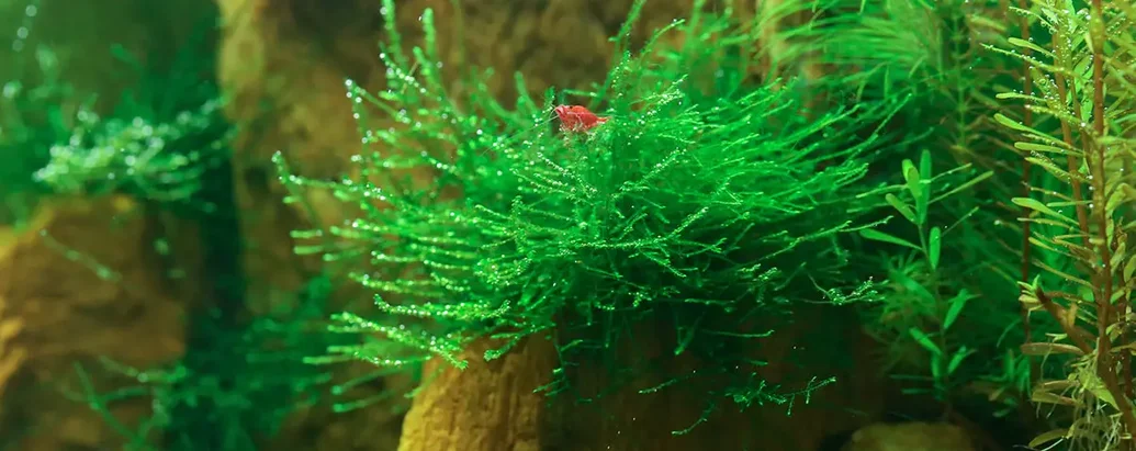 Java Moss Plant Care Guide Growth Maintenance Benefits Profile