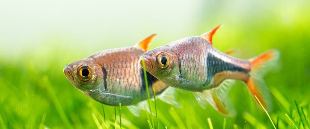Top 5 Best Aquarium Carpet Plants And Grasses For Beginners And Experts
