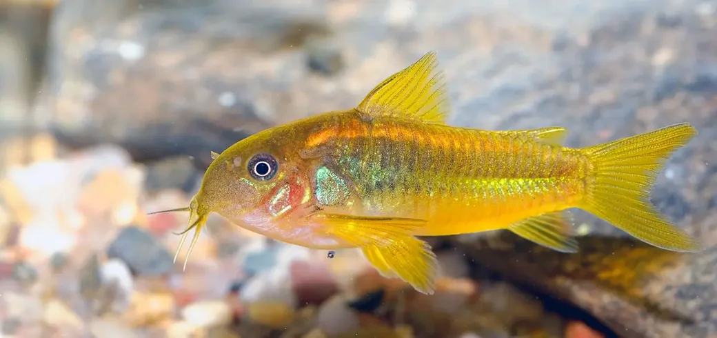 Corydoras Fish Care Guide Fact Sheet Breeding Behavior