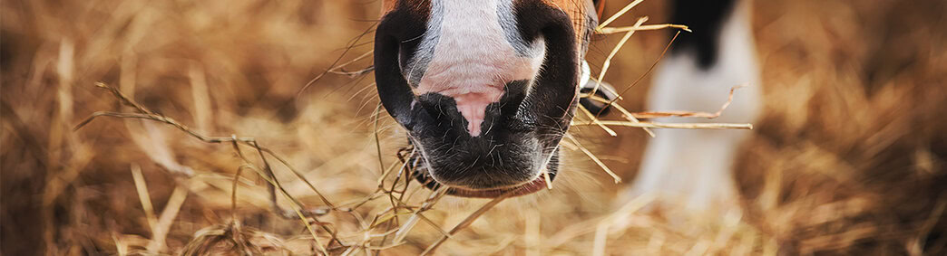 Paarden av rattet