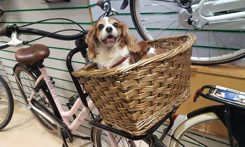 dog bike carrier 30 lbs