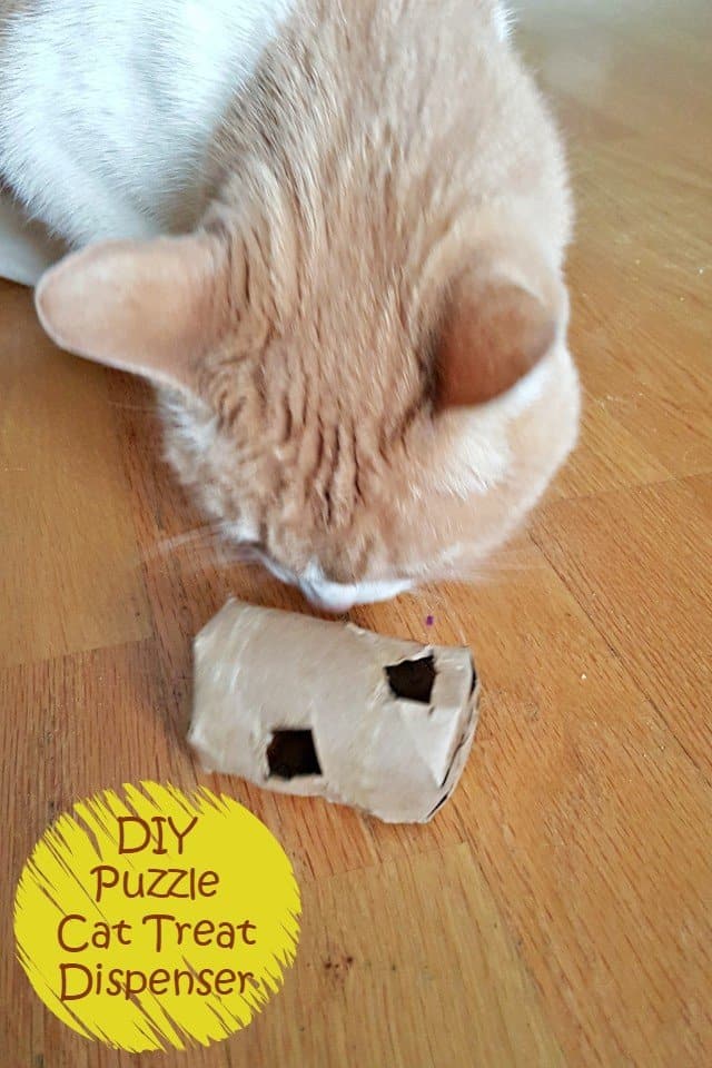 Diy Cat Treat Dispenser Honest And Truly