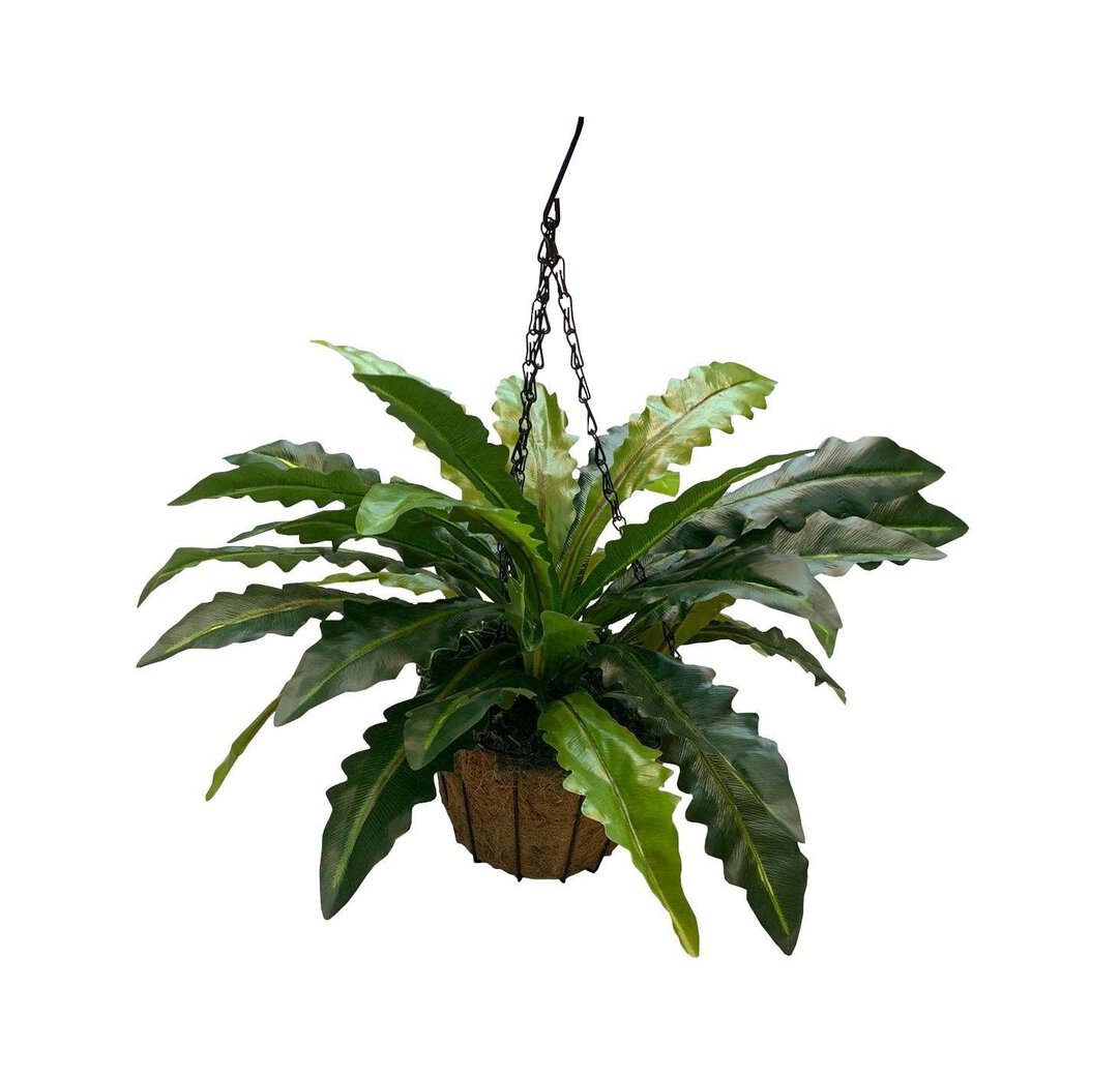 hawaiian succulent plants Portulaca molokiniensis 'Hawaiian Portulaca' – Collectors Online main image 0
