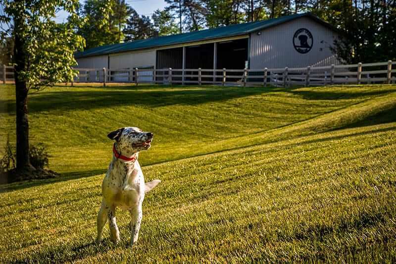Canine Rescue Adopt In Mocksville Nc Godbey Creek Canine Rescue