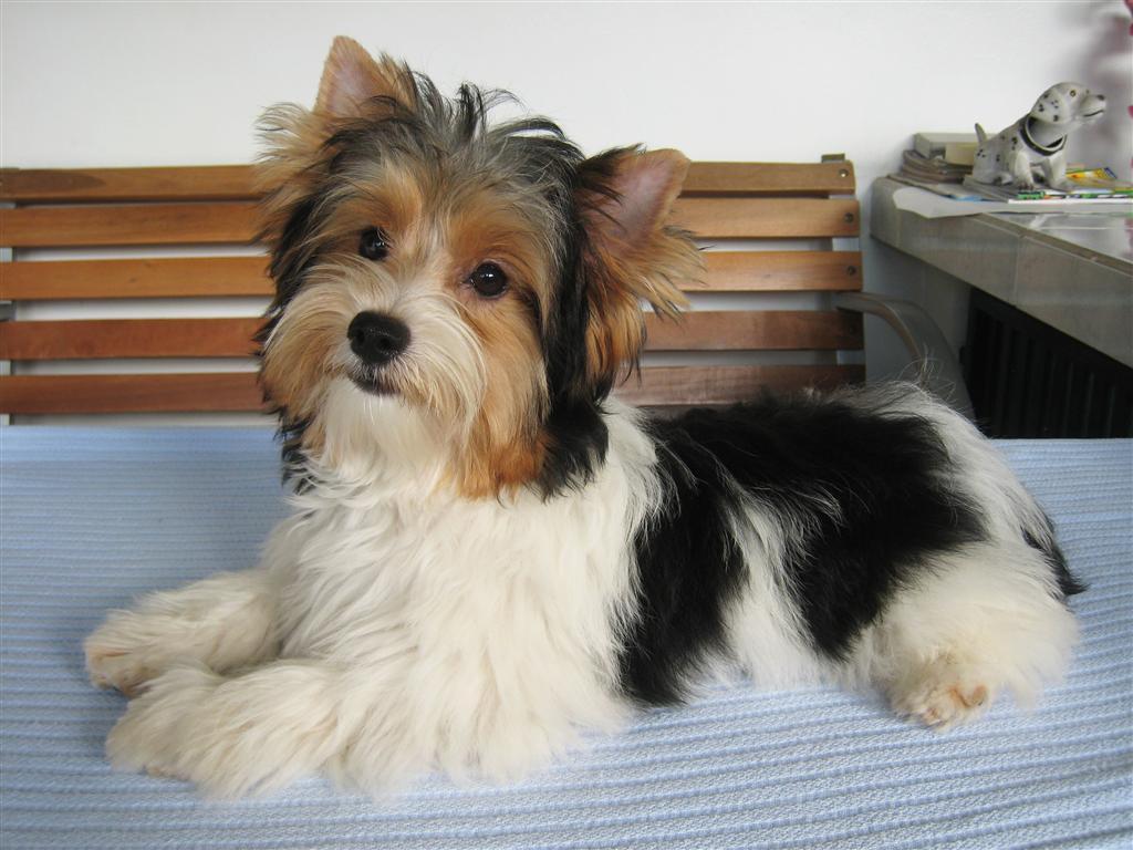 Parti Yorkie Vs Regular Yorkie What Is The Difference Barkstory