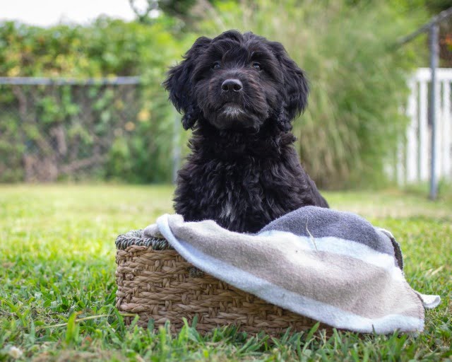 black and white mini goldendoodle