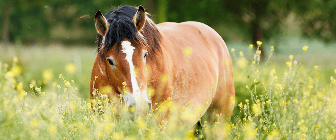 paard in bloemenveld