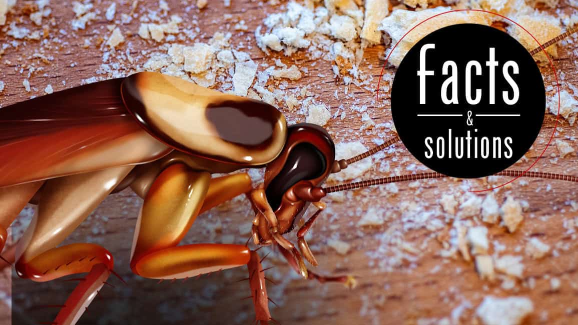 رسم توضيحي لصرصور يستعد ليتغذى على سطح طاولة مغطى بفتات الخبز.