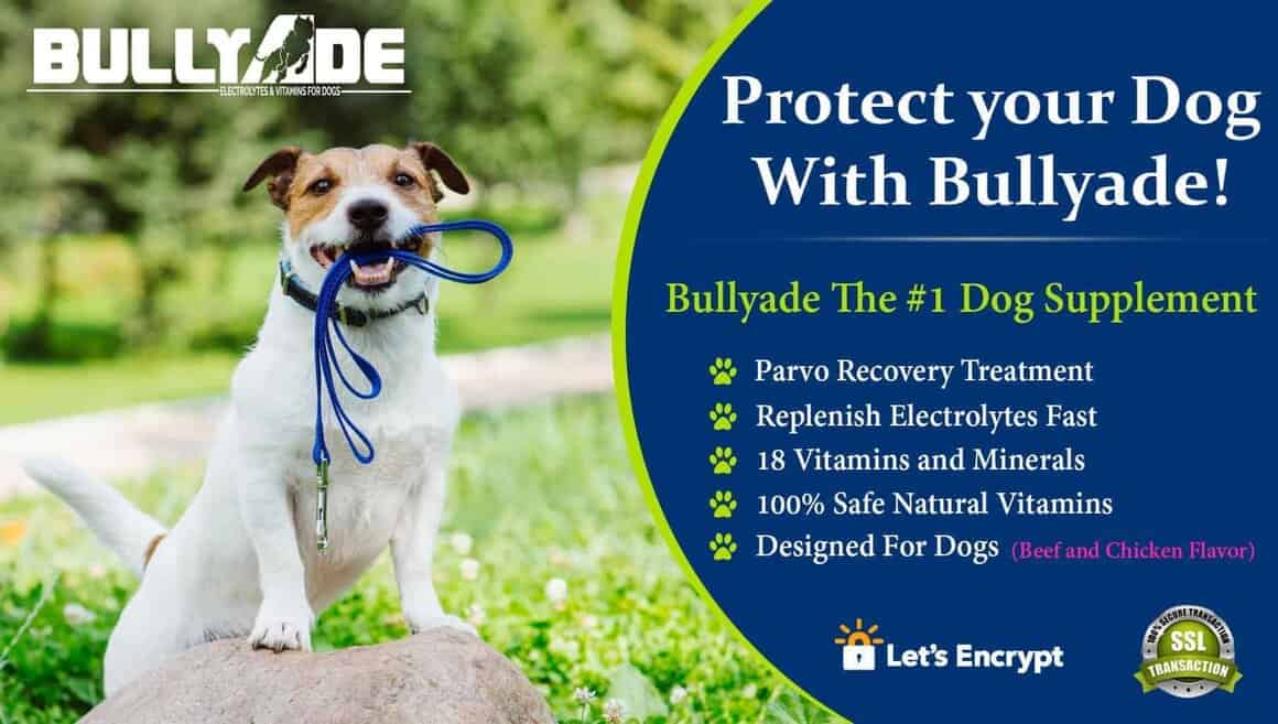 Vitamins for puppies with parvo clearance