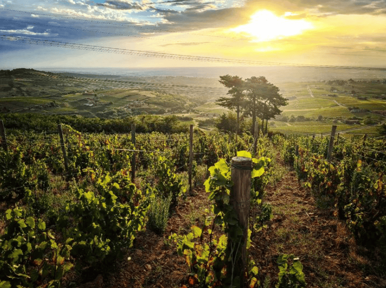 Domaine Alain Graillot