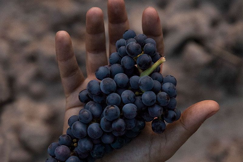 tempranillo grape in hand at Vinicola Real in La Riojoa