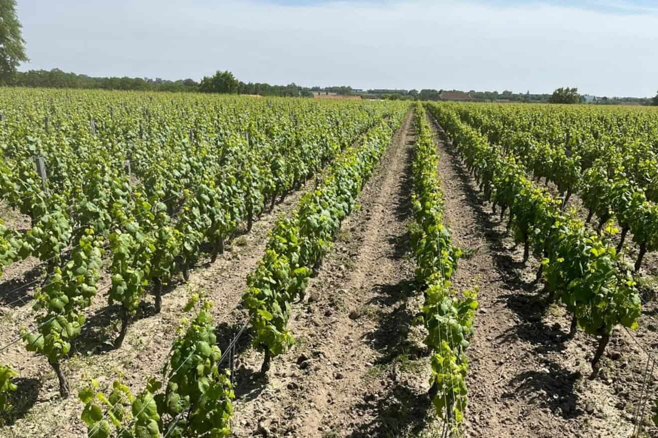 Domaine Bretaudeau