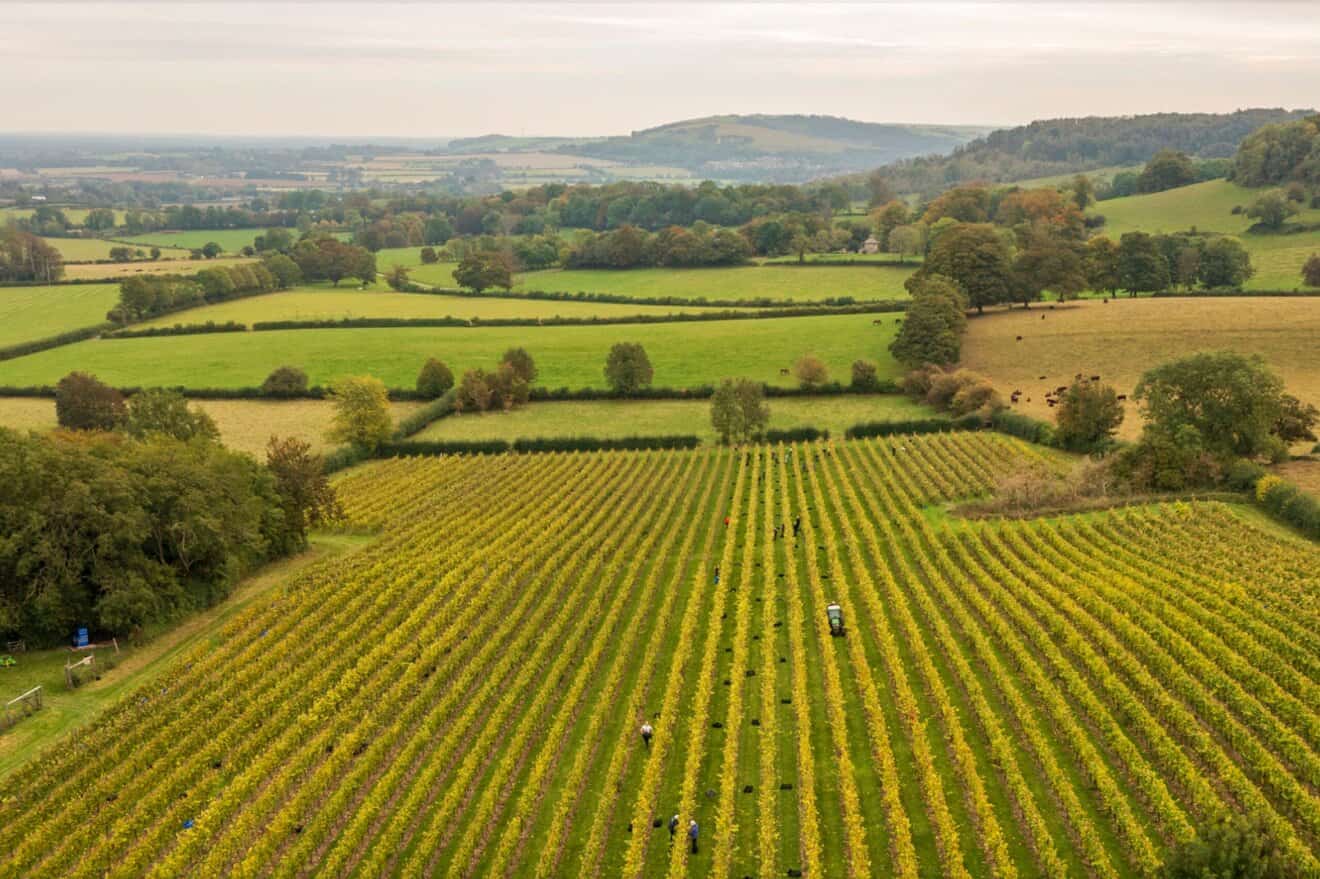 Bee Tree Vineyard by Sugrue