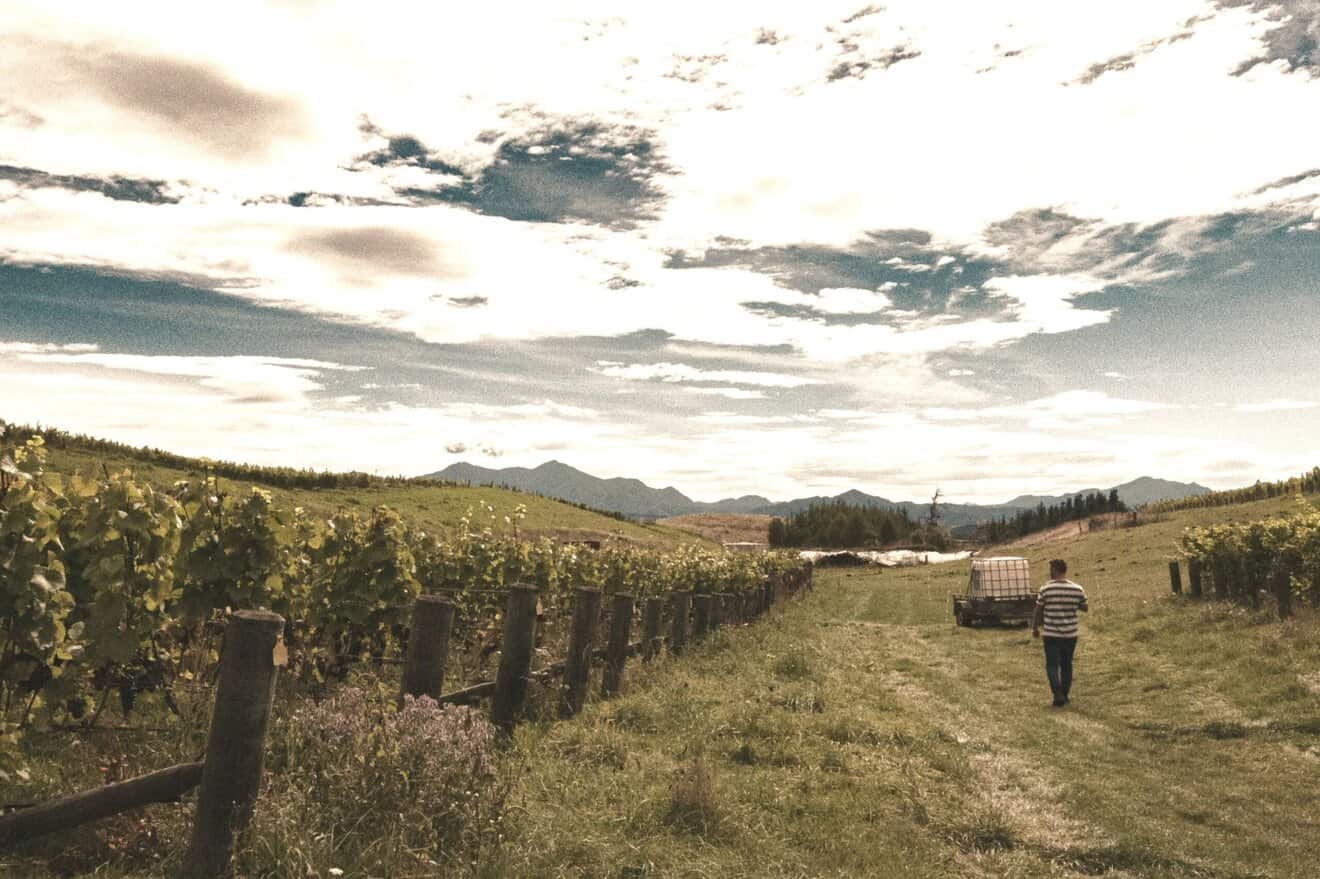Daniel Sorrell Churton Vineyard