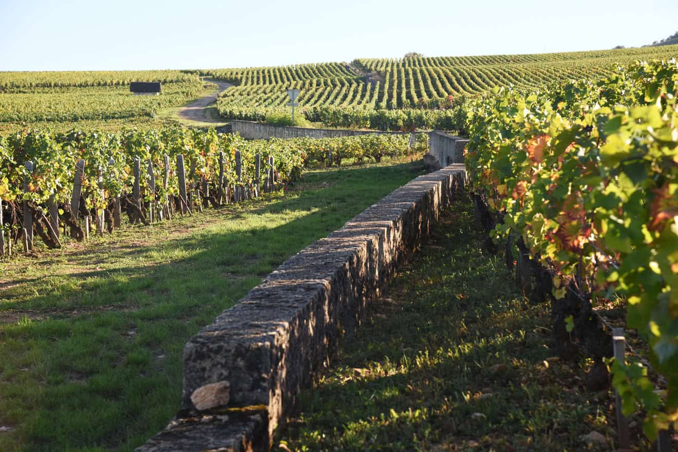 Numa Cornut Burgundy