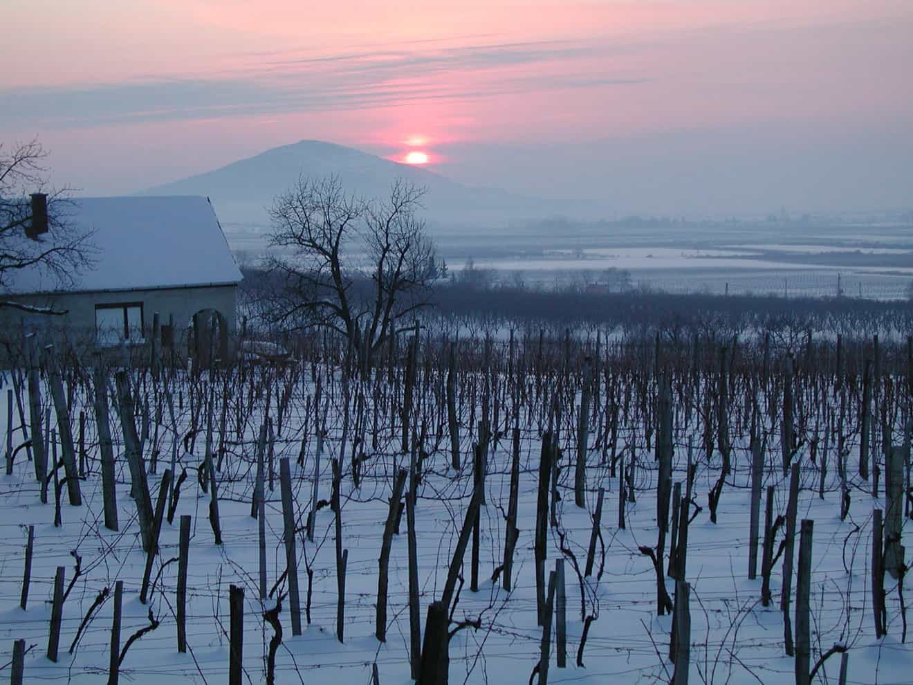 Vineyards at Heumann Winery