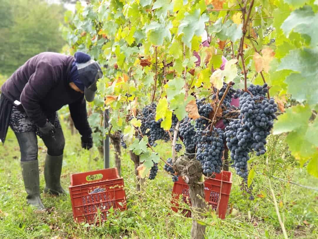 Harvest at Château Grand Français