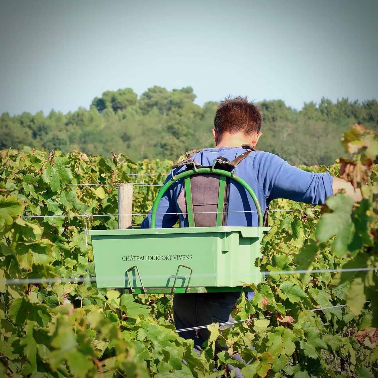 harvest at chateau durfort vivens