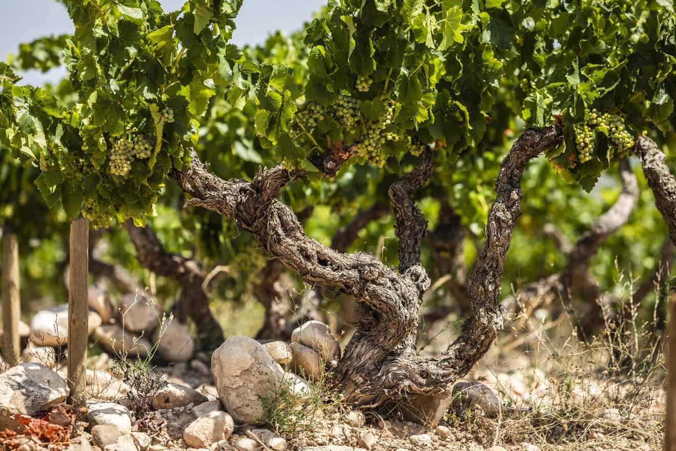 Vinos en Voz Baja