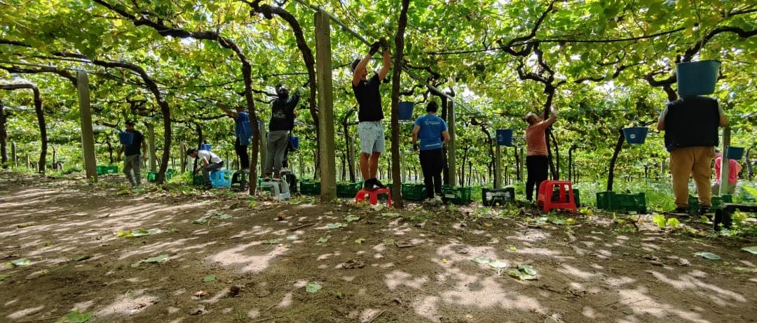 Bodega Chaves Hand Harvesting