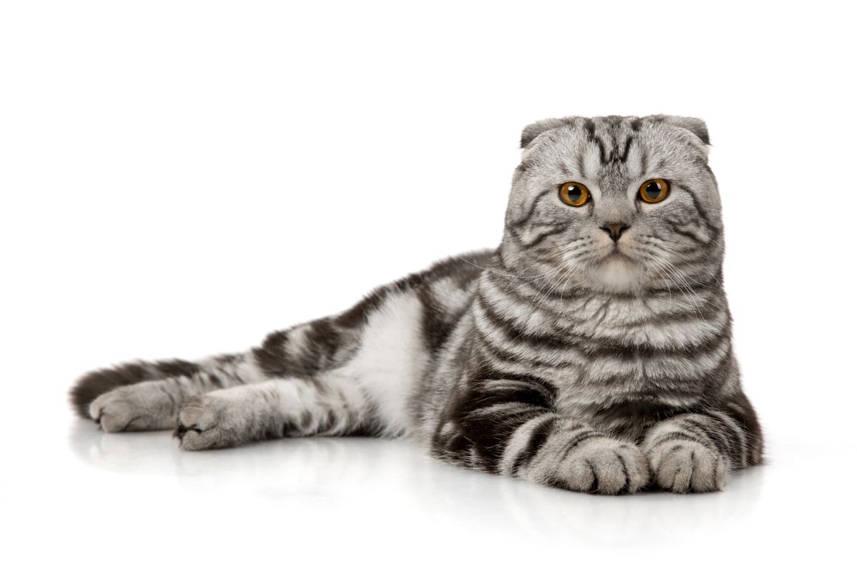 Scottish Fold cat