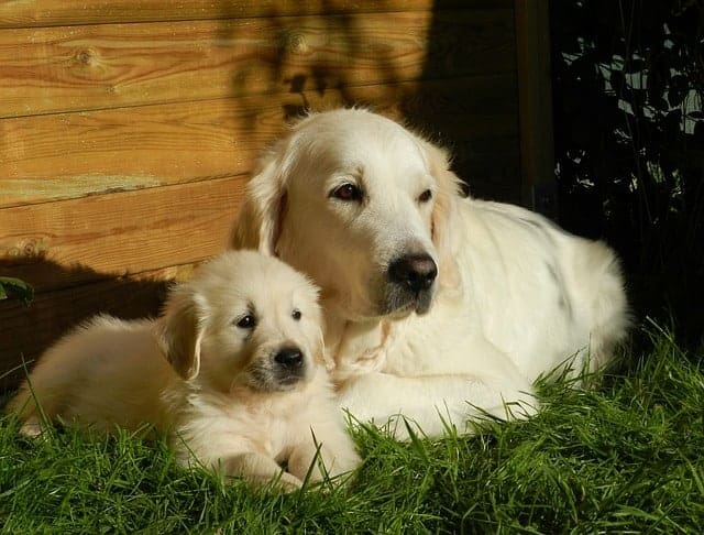 When Will A Golden Retriever Be Full Grown