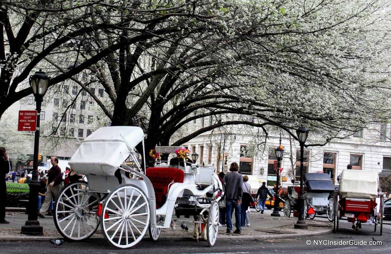 Central Park Carriage Ride Central Park Carriage Ride