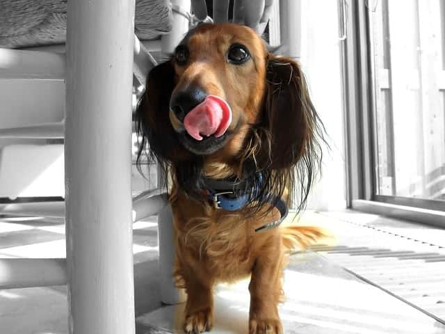 dachshund bad breath