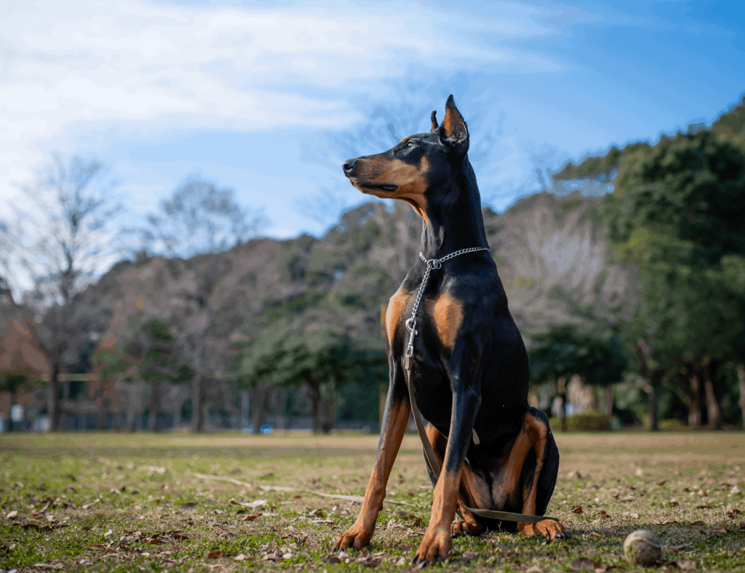 Doberman Colors From Blue To Red Dobermans Pawleaks
