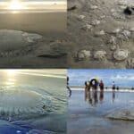 the unusual appearance of large numbers of dead jellyfish in coxs bazar sea beach