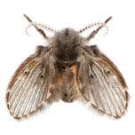 drain-fly-picture-Psychodidae