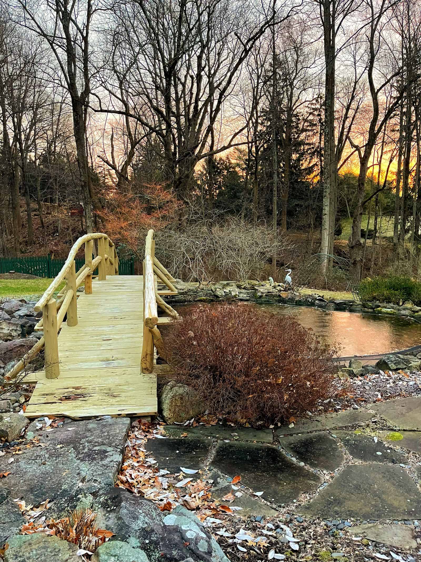 my new garden - pond garden