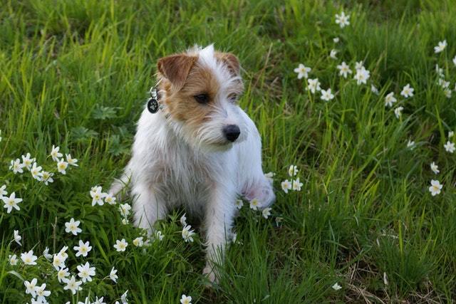 Jack Russell Poodle Mix Breed The Jackapoo Complete Guide