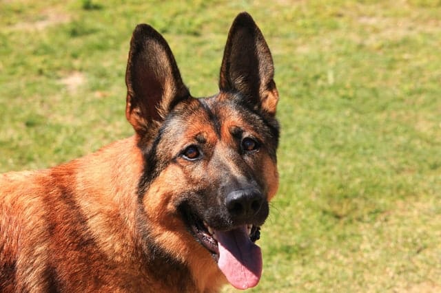 Belgian Malinois Husky Mix The Belusky Breed Guide