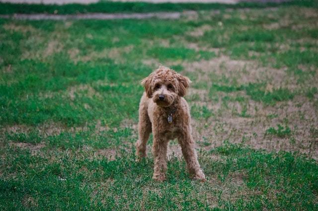 Brittany Poodle Mix Breed The Brittnepoo Complete Guide Brittany Poodle Mix Breed The