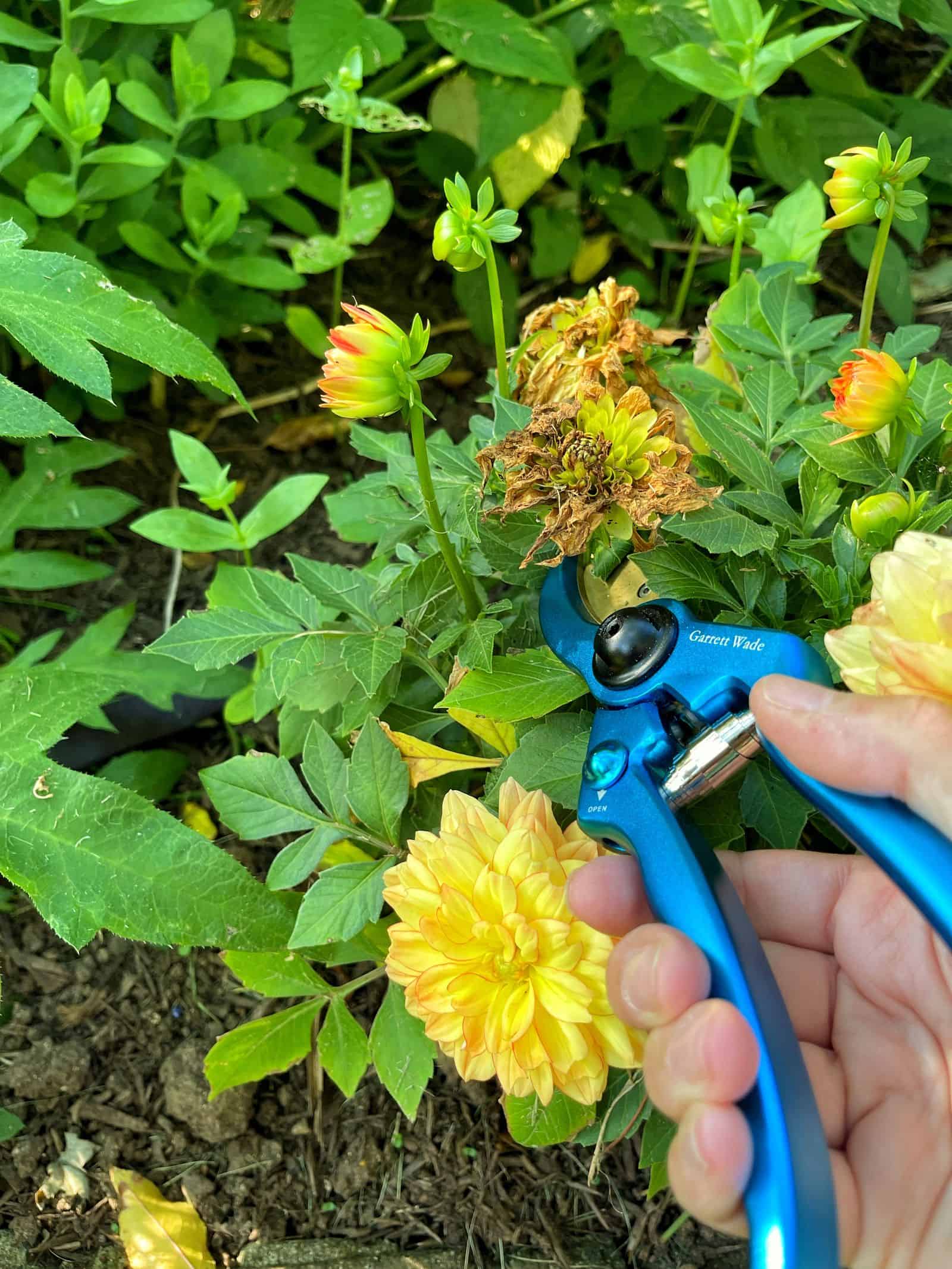 deadheading flowers