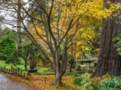 Fall Colors of the Bay: Where to See the Leaves Change | 2025
