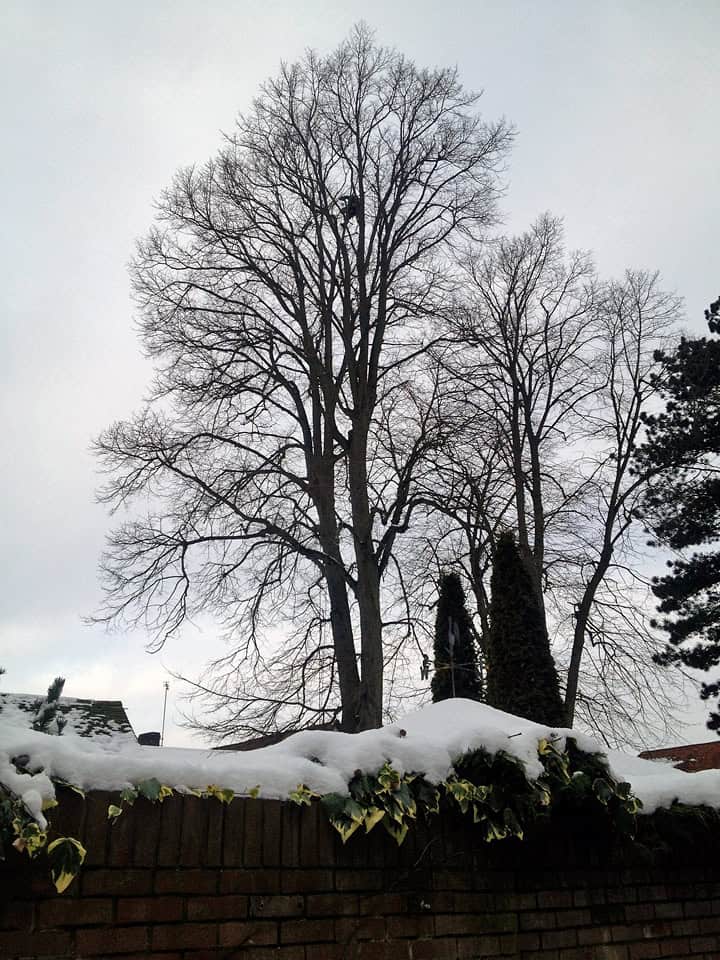 What is Crown Thinning in Trees: Essential Guide for Healthy Growth